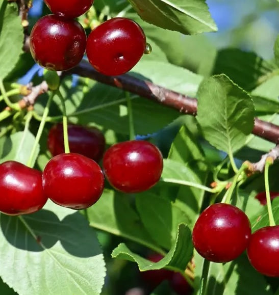 Fruit-Cherry-Carmine Jewel  