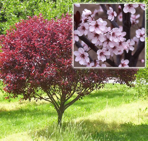 Prunus cistena 