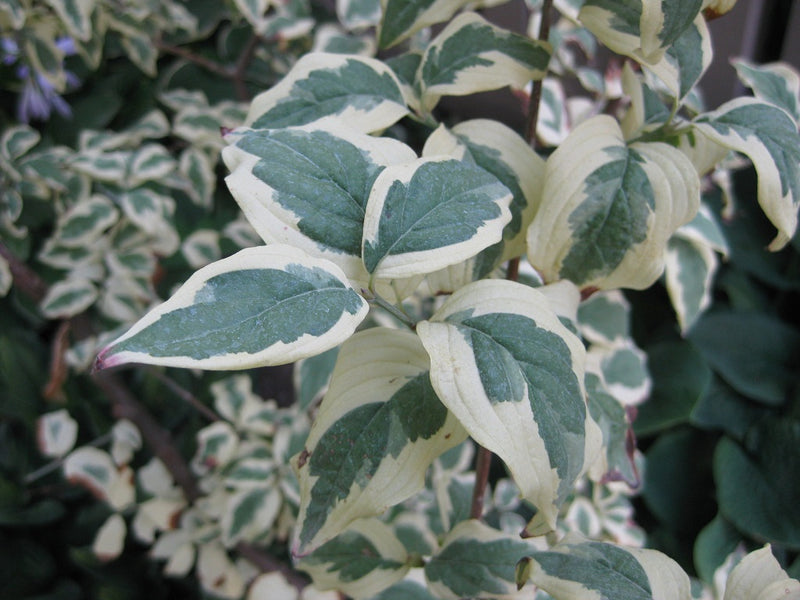 Cornus mas Variegata 