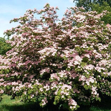 Cornus k Satomi 