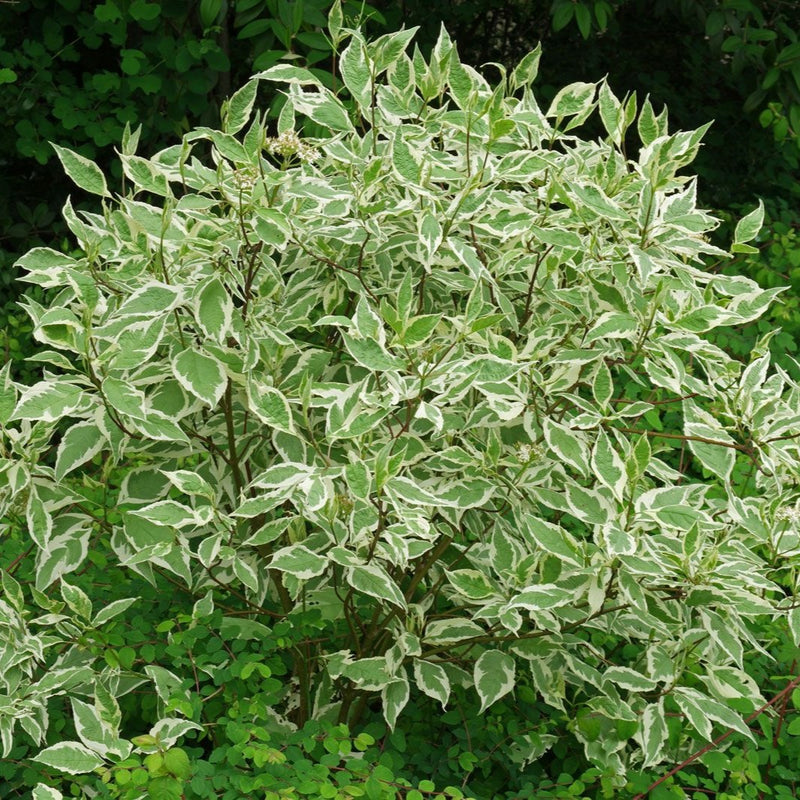 Cornus alba Elegantissima 