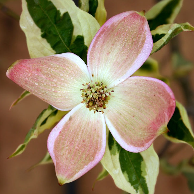 Cornus x Variegated Stellar Pink 