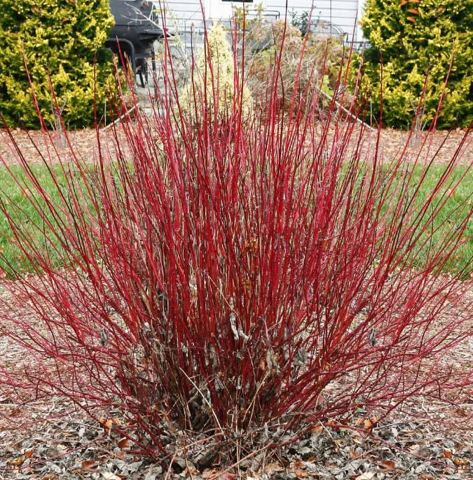 Cornus stol Arctic Fire Red 