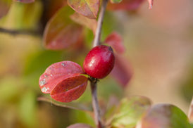 Cotoneaster Autumn Inferno 