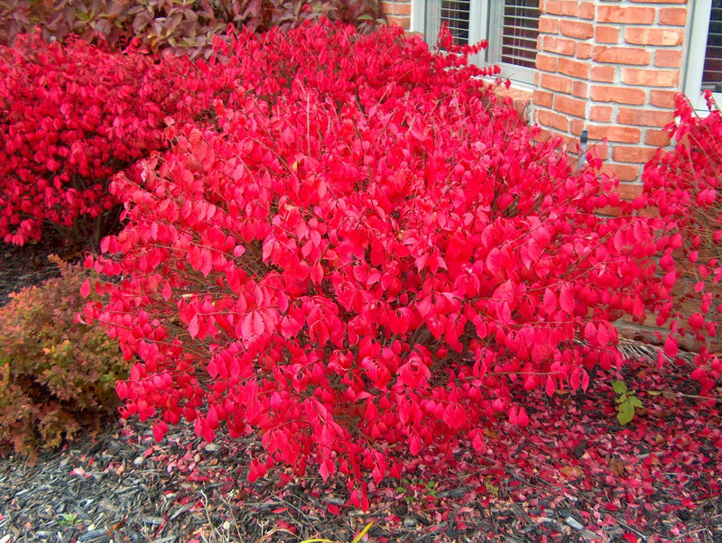 Euonymus a compactus 18"