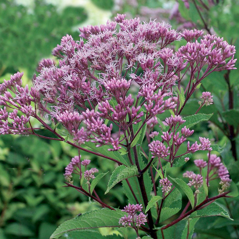 Eupatorium maculatum 