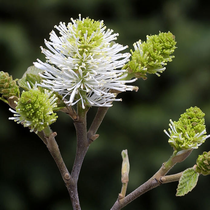 Fothergilla gardeni 