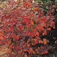 Fothergilla major Mt Airy 