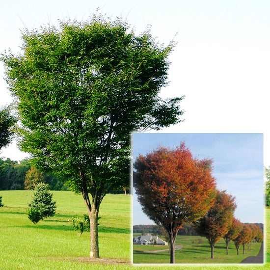 Zelkova ser Green Vase 5.5"