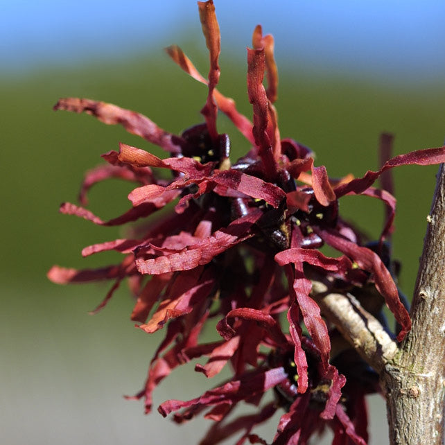 Hamamelis x Diane 