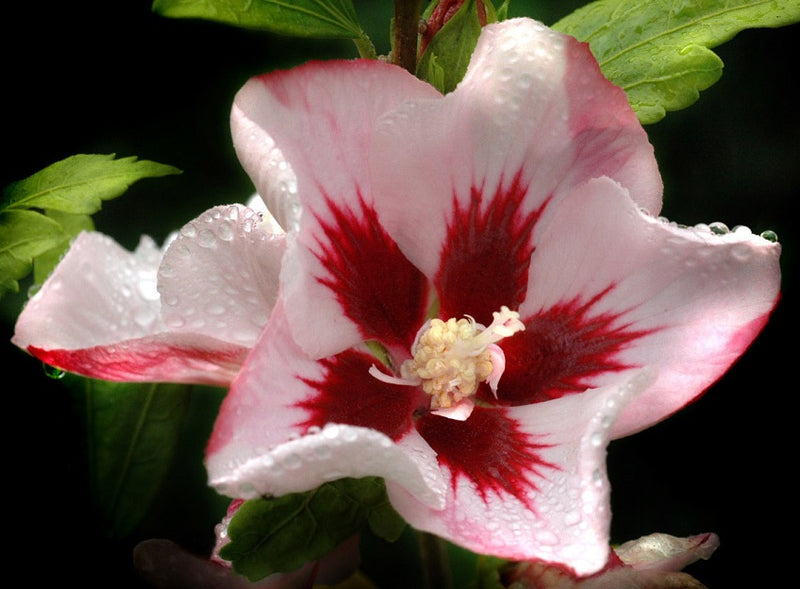 Hibiscus syr Hamabo 