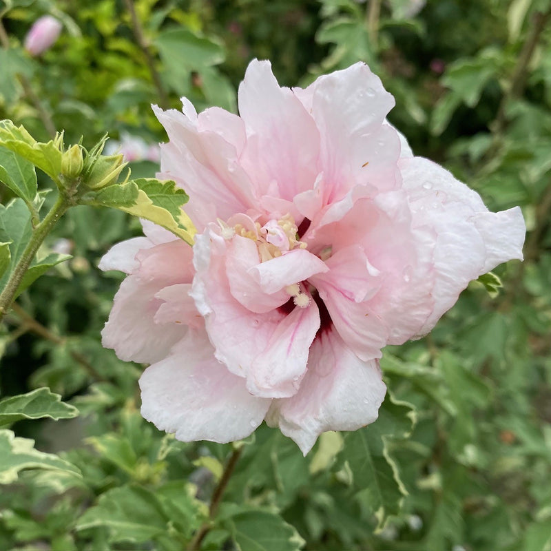 Hibiscus syr Sugar Tip 