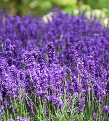 Lavandula Hidcote 1 qt