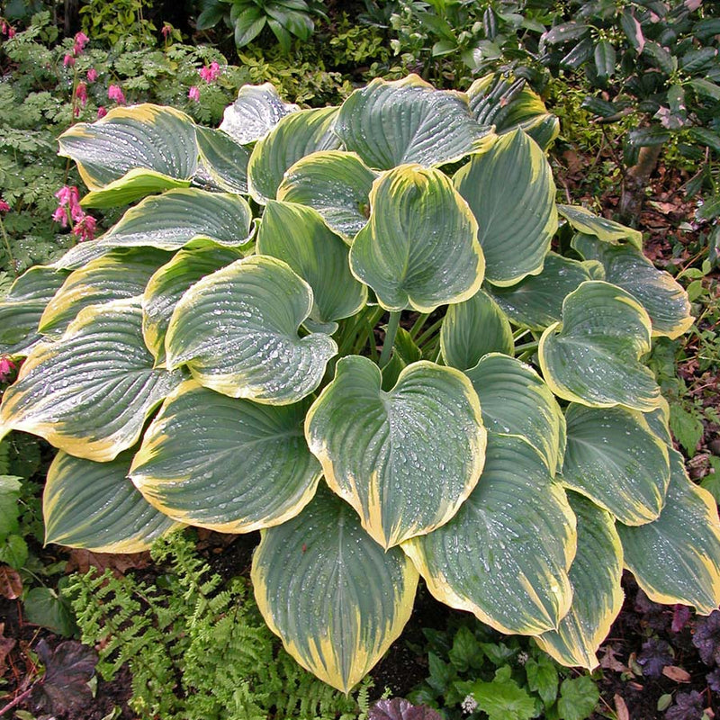 Hosta Sagae 