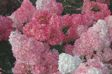 Hydrangea pan Vanilla Strawberry 