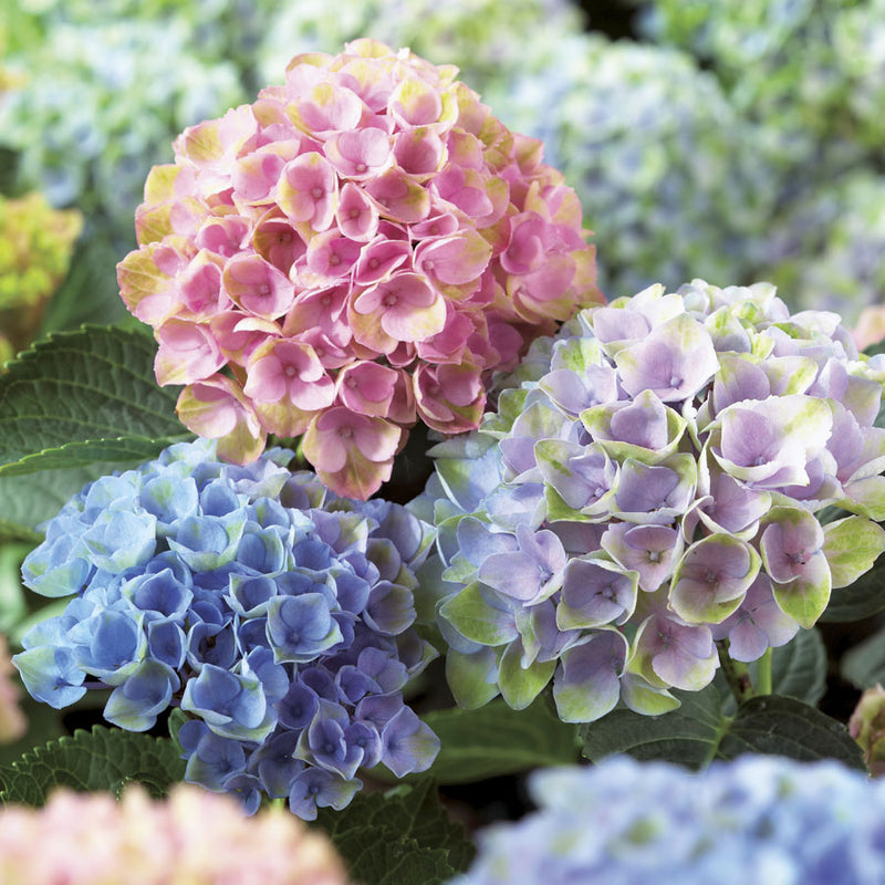 Hydrangea mac Everlasting Revolution 