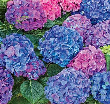 Hydrangea mac L. A. Dreamin&