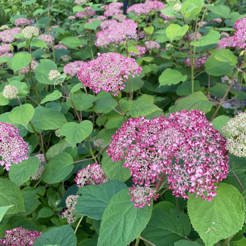 Hydrangea arb Invincibelle Spirit II 