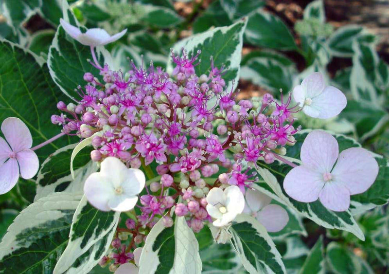 Hydrangea mac Light-O-Day 