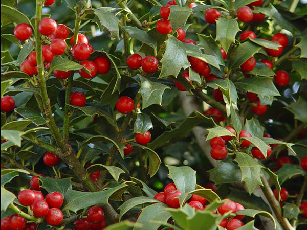 Ilex x Christmas Jewel 