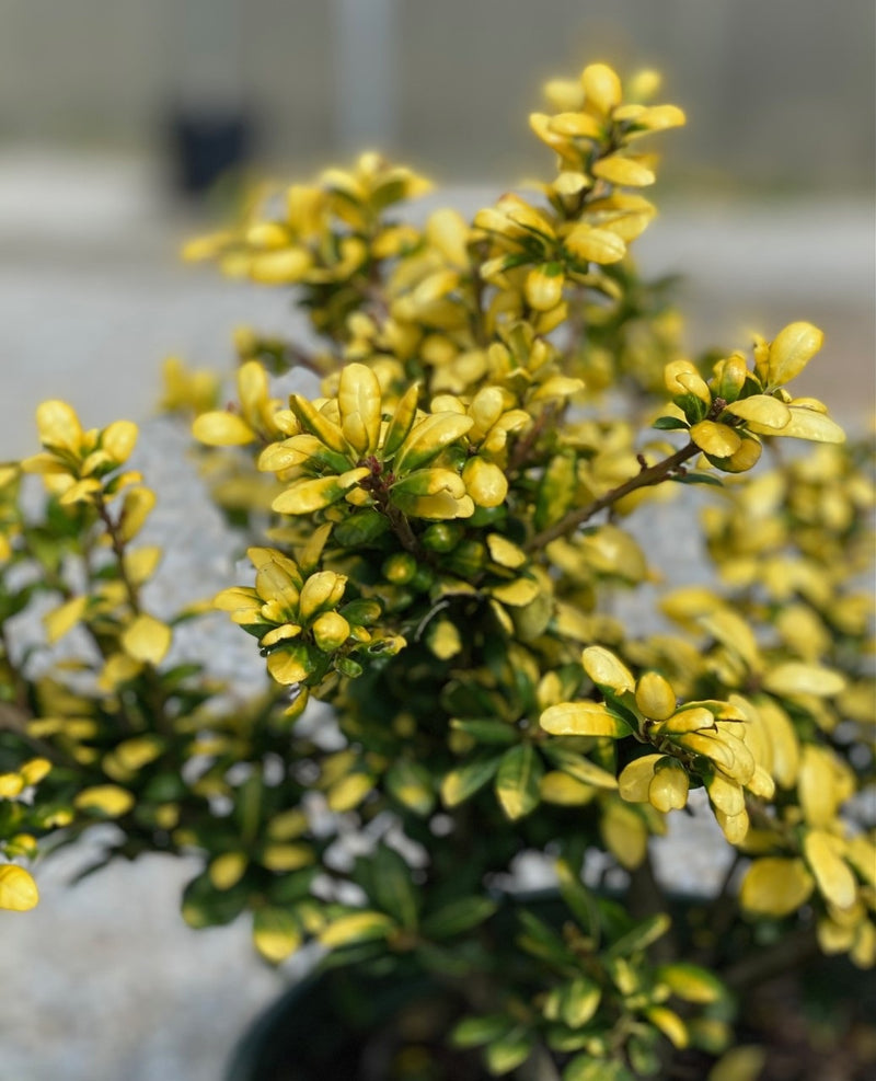 Ilex cr Drops of Gold 