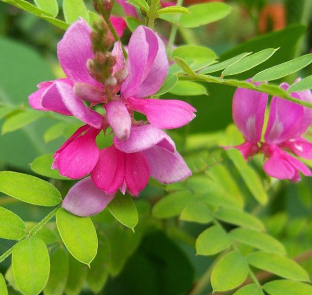 Indigofera heterantha 