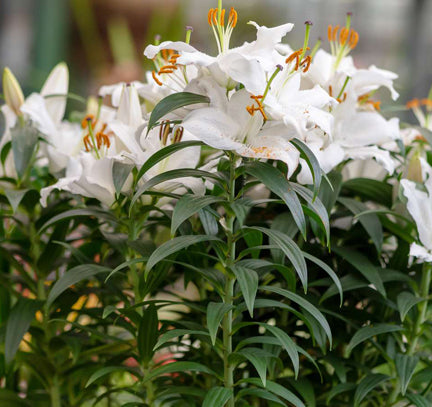 Lilium o Casa Blanca 