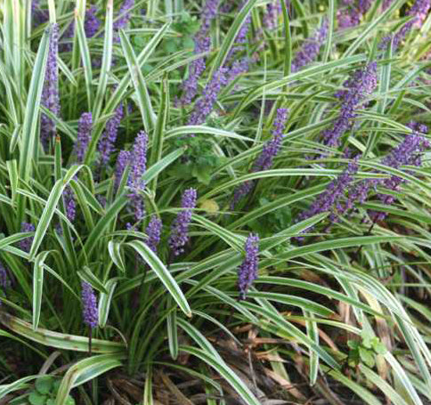 Liriope muscari Variegata 1 qt