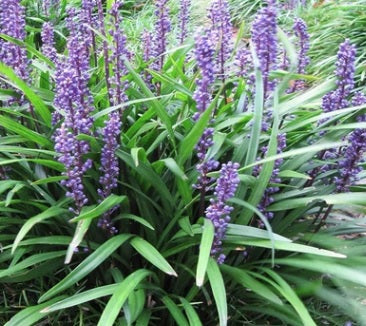 Liriope muscari Big Blue 4"