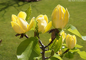 Magnolia x Yellow Bird TF 