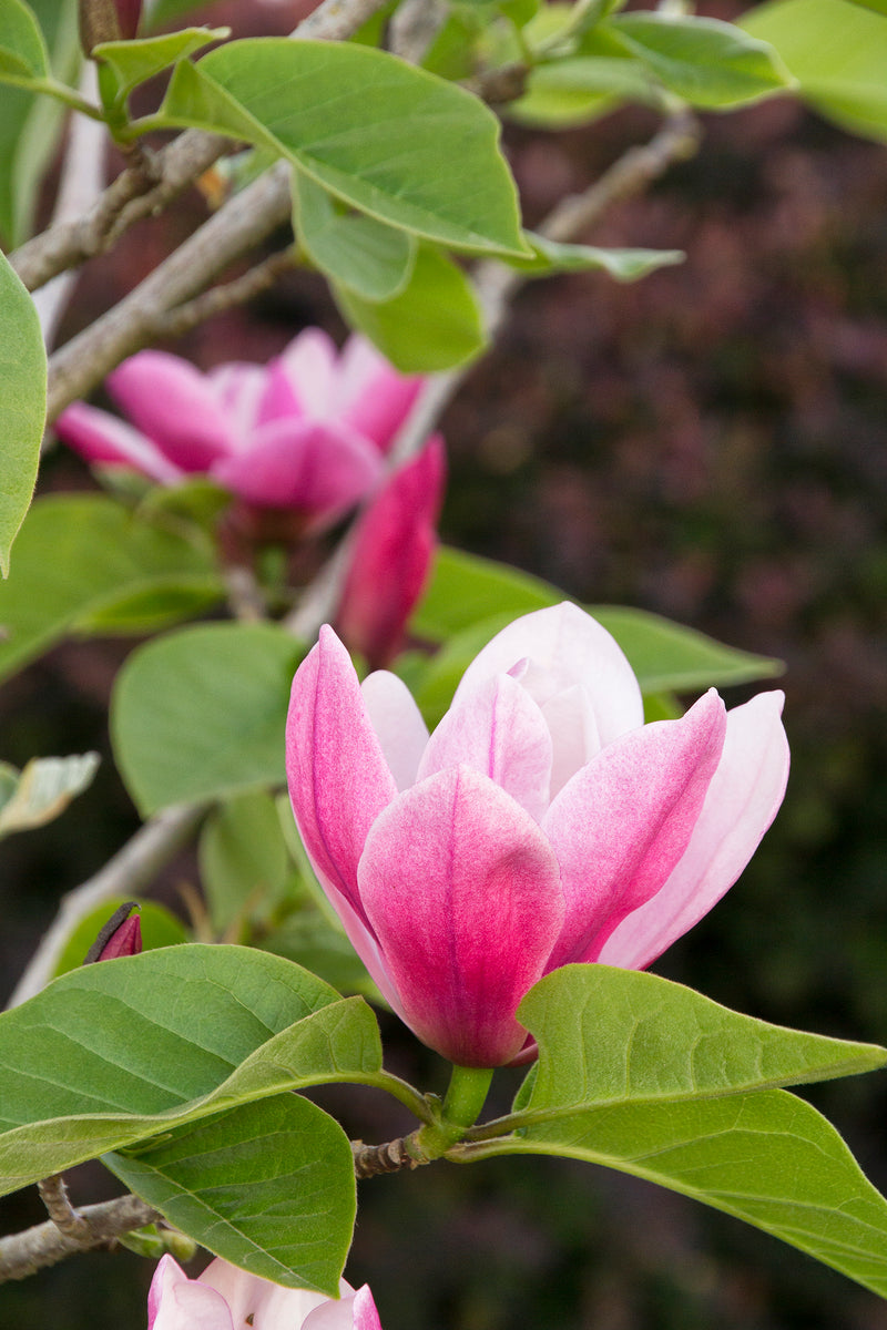 Magnolia x Rose Marie TF 