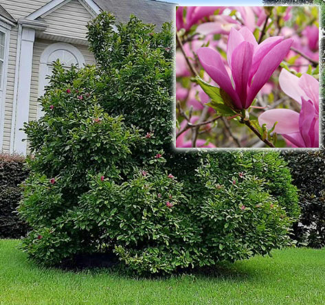 Magnolia Ann 6&