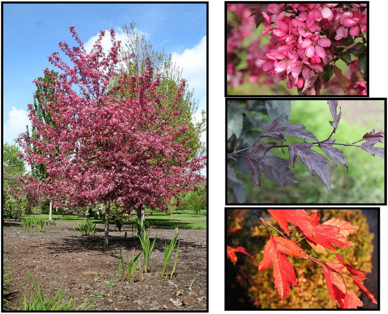 Malus Royal Raindrops 3"