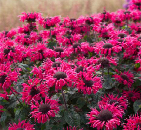 Monarda Bee-You Bee-Happy 1 qt