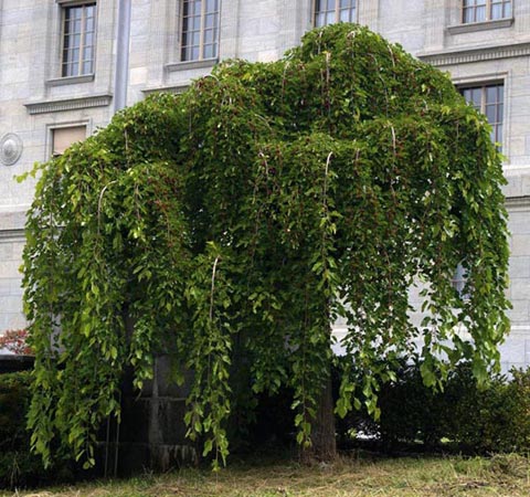 Fruit-Mulberry-White weeping 