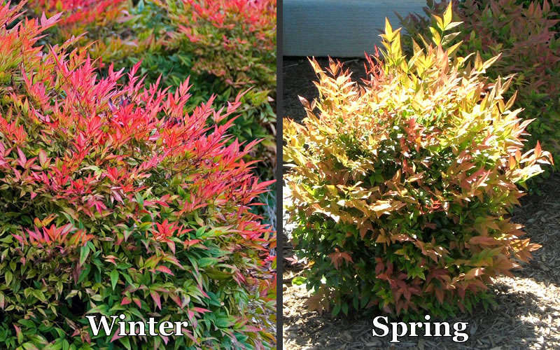 Nandina dom Gulfstream 