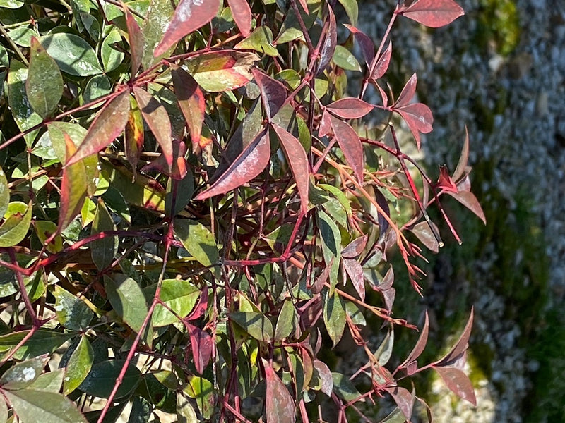 Nandina dom Flirt 