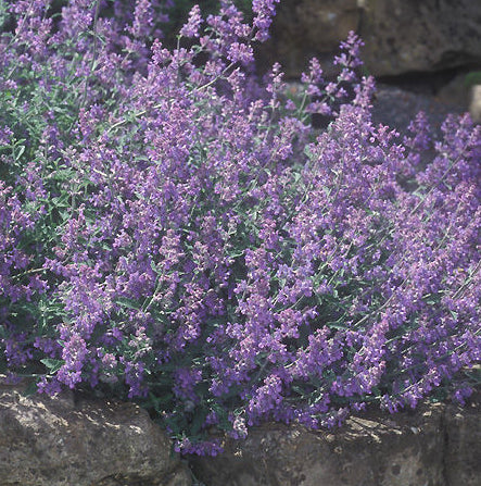 Nepeta Blue Wonder 