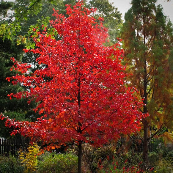 Nyssa s Northern Splendor 