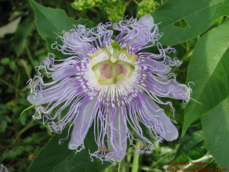 Passiflora incarnata 