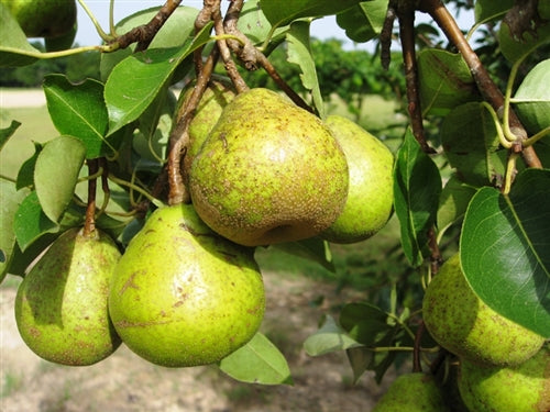 Fruit-Pear-Orient 