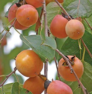Fruit-Persimmon-Early Golden 