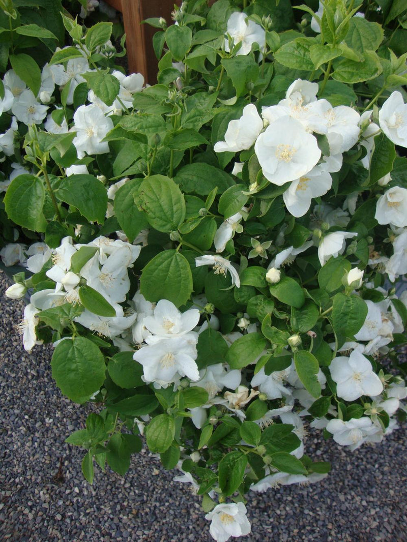 Philadelphus Natchez 