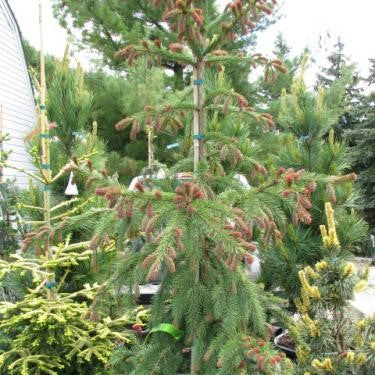 Picea abies Rubra Spicata 