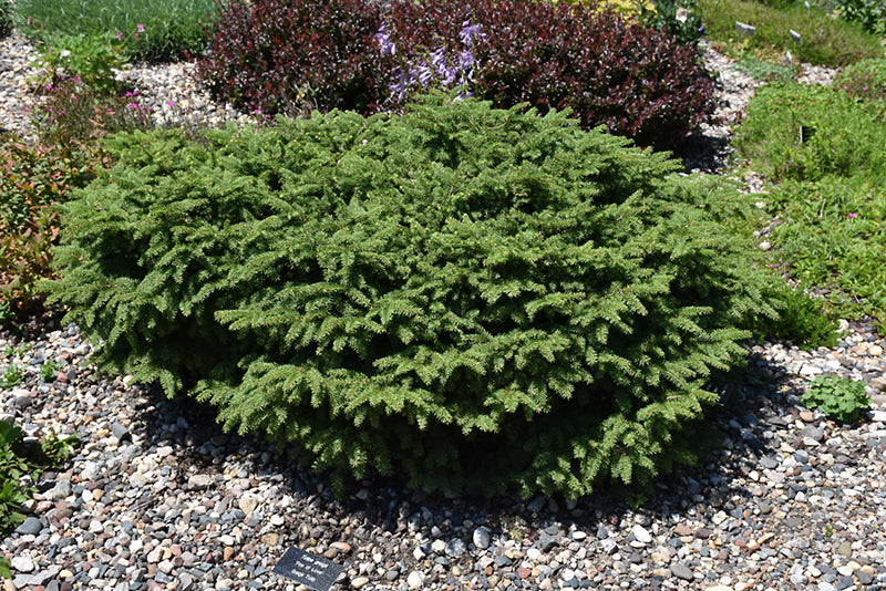 Picea abies Elegans 