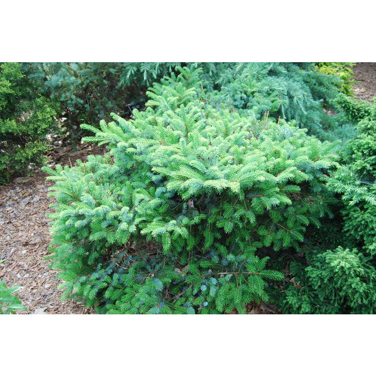 Picea bicolor Prostrata 