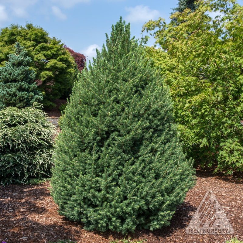 Picea glauca Big Bertha 