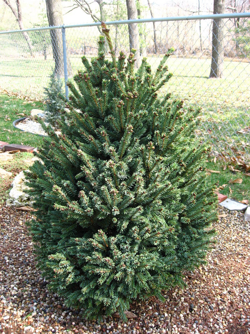 Picea mariana Blue Teardrop 