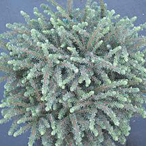 Picea mariana nana 