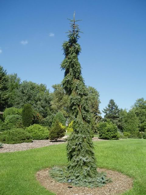 Picea omorika Pendula Bruns 